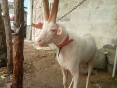 Teddy handu bakra
