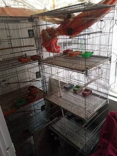 Birds