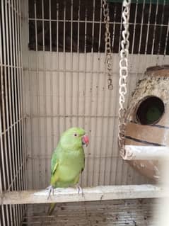 green parrot pair