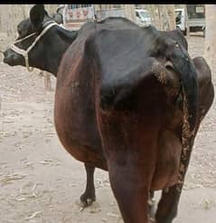 cow pure jersey
