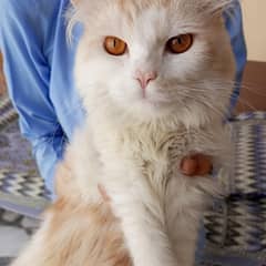 Persian male and female kitten