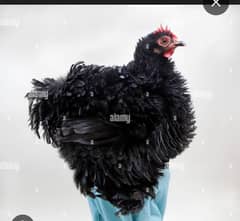 black jet frill bantam chick pair age 4 month