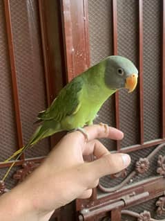 Plum Headed parrot For sale