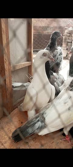 Parwazi Kabotar for sale 1300per