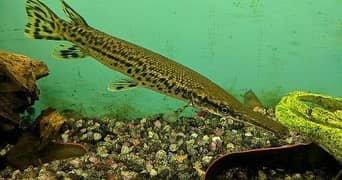 Aligator gar , severum , oscar , rtc , angel , arowana