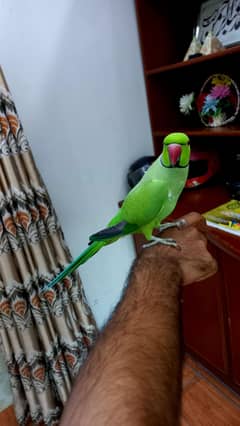 parrot