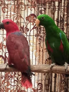 4year age breedar pair