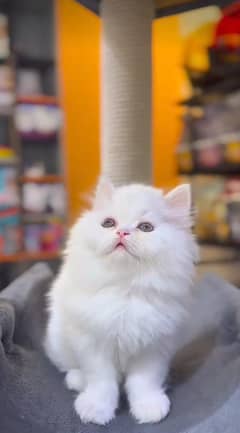 Persian cat |  Persian kittens | Punch Face | Triple Coated Kittens