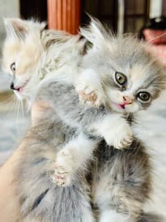 Persian kittens