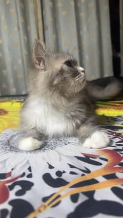 Grey Female Persion Cat for sale