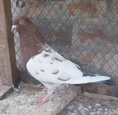 Lakha indian Male for sale 03039285338