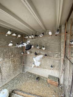 Pigeons