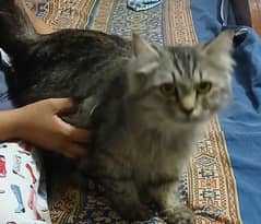 Pregnant Cat for Sale