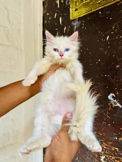 2 months age male female available