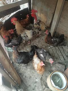 best desi chicken hen and rosster hens leying eggs 
