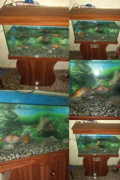 aquarium