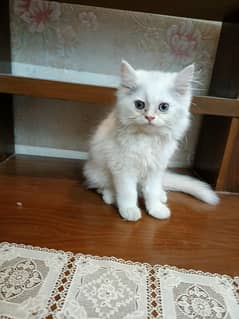 Persian