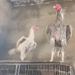 05 aseel hen and 06 cock with 10 chicks age 6 to 7 month