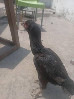 Aseel