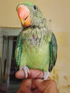 Raw baby parrot