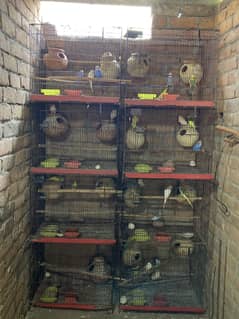 Australian parrots Complete Setup 8 cage 28 Pieces of parrot
