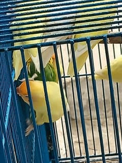 love birds Red Eyes and Black Eyes