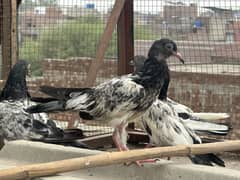 Kabotar breeder pair for sale