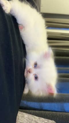 3 kittens for sale