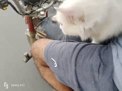 catoo