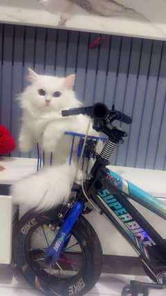 Pet cat male