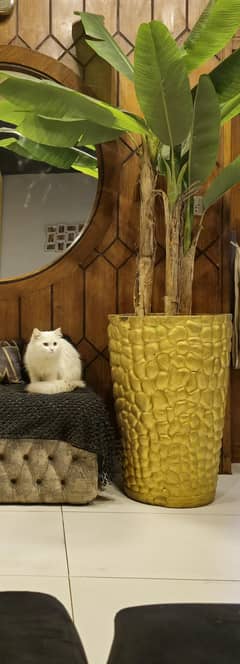 persian