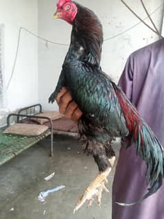 aseel mianwali mushka with female for sale