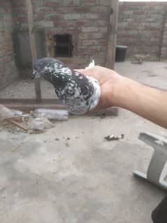 highe flyer teddy maadi 03134652291