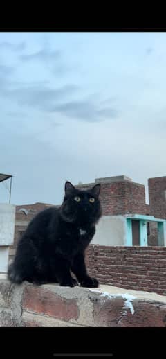 Persian cat