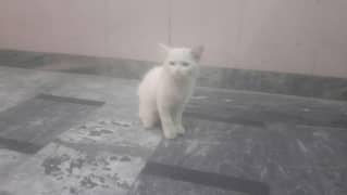 percian