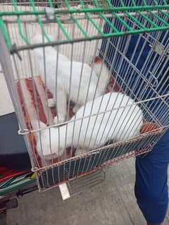 Parsian Singel cot Coupel For Sale