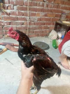 aseel murga