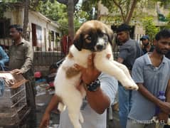 Fluffy Puppy Alert! 100% Cuteness, 0% Trouble