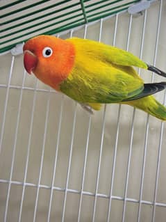 Lovebirds pair with chicks
