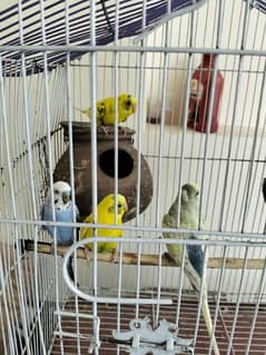 Australian 2 pair with cage