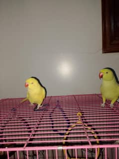 ring neck parrots