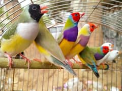 Finch/Gouldian/Goldian/Goldien/Green/Lutono/Dilute/Pair/Lutino