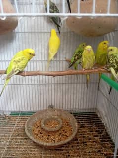 budgie