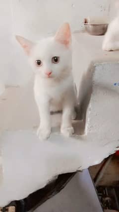 3 months old male Persian kitten