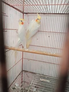 Cream cocktail pair