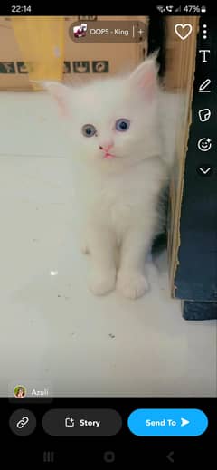 Persian kitten | triple coated Kittens | odd eyes kitten available