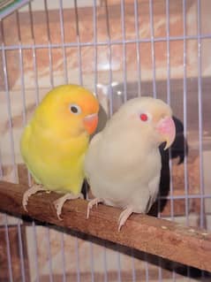 Lovebirds pair with chicks