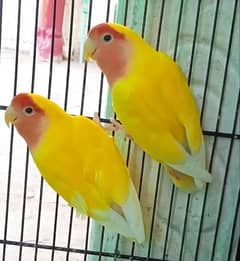 LUTINO REDEYES BREEDER PAIR