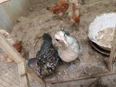 2month active Misri hen choozay chicks for sale