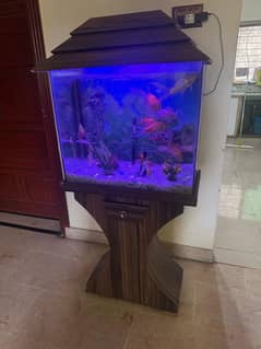 fish aquarium with 6 big fish